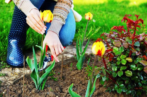 Professional hedge maintenance tools and shaped greenery