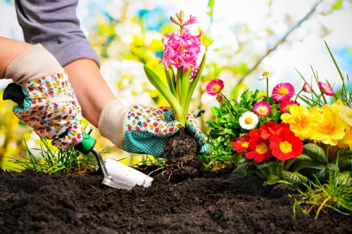 Tree maintenance and clearance in Plumstead property