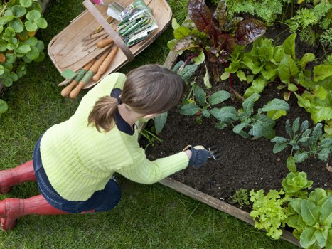 Plumstead garden maintenance services with hedge trimming